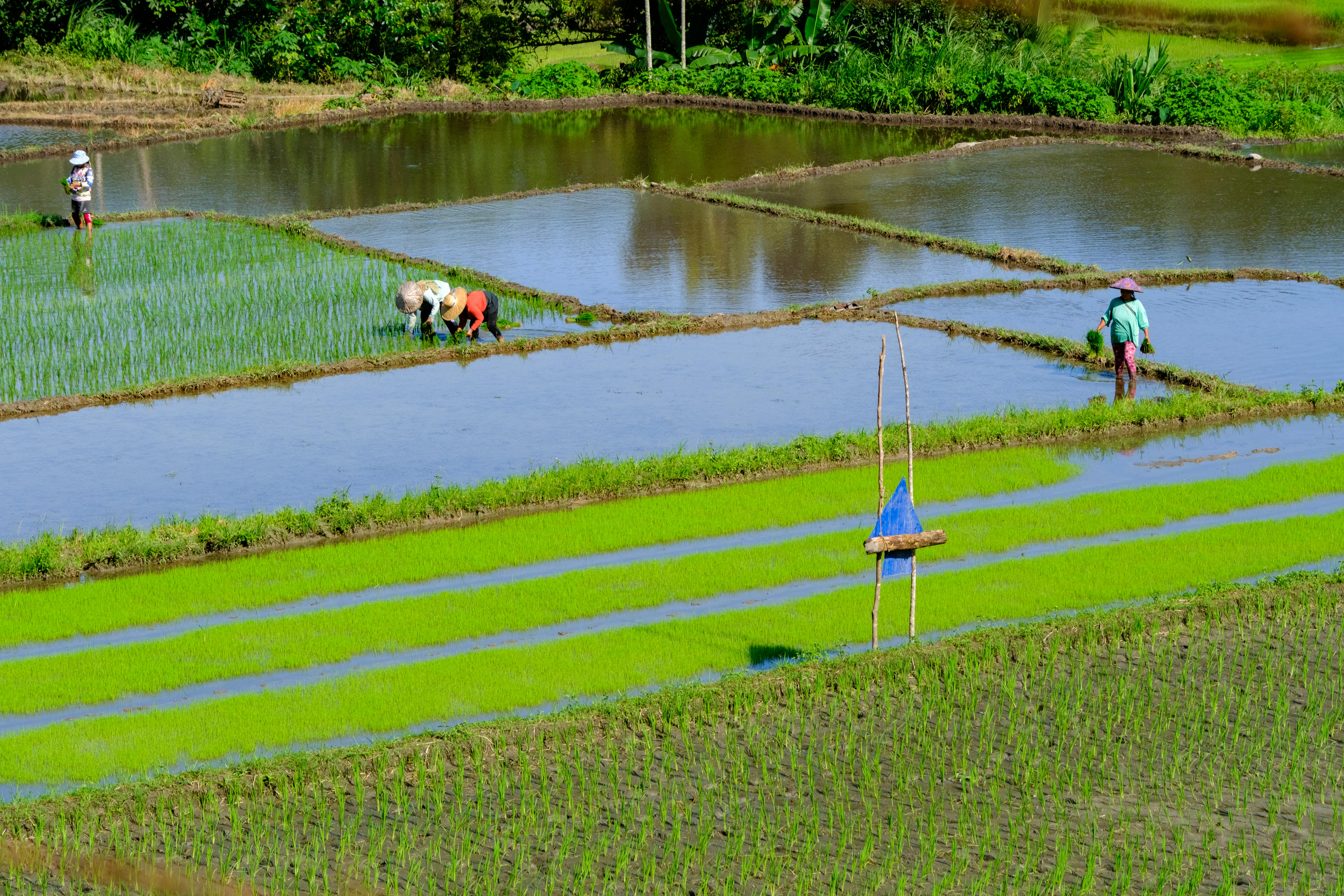 FarmHub farmer in the field