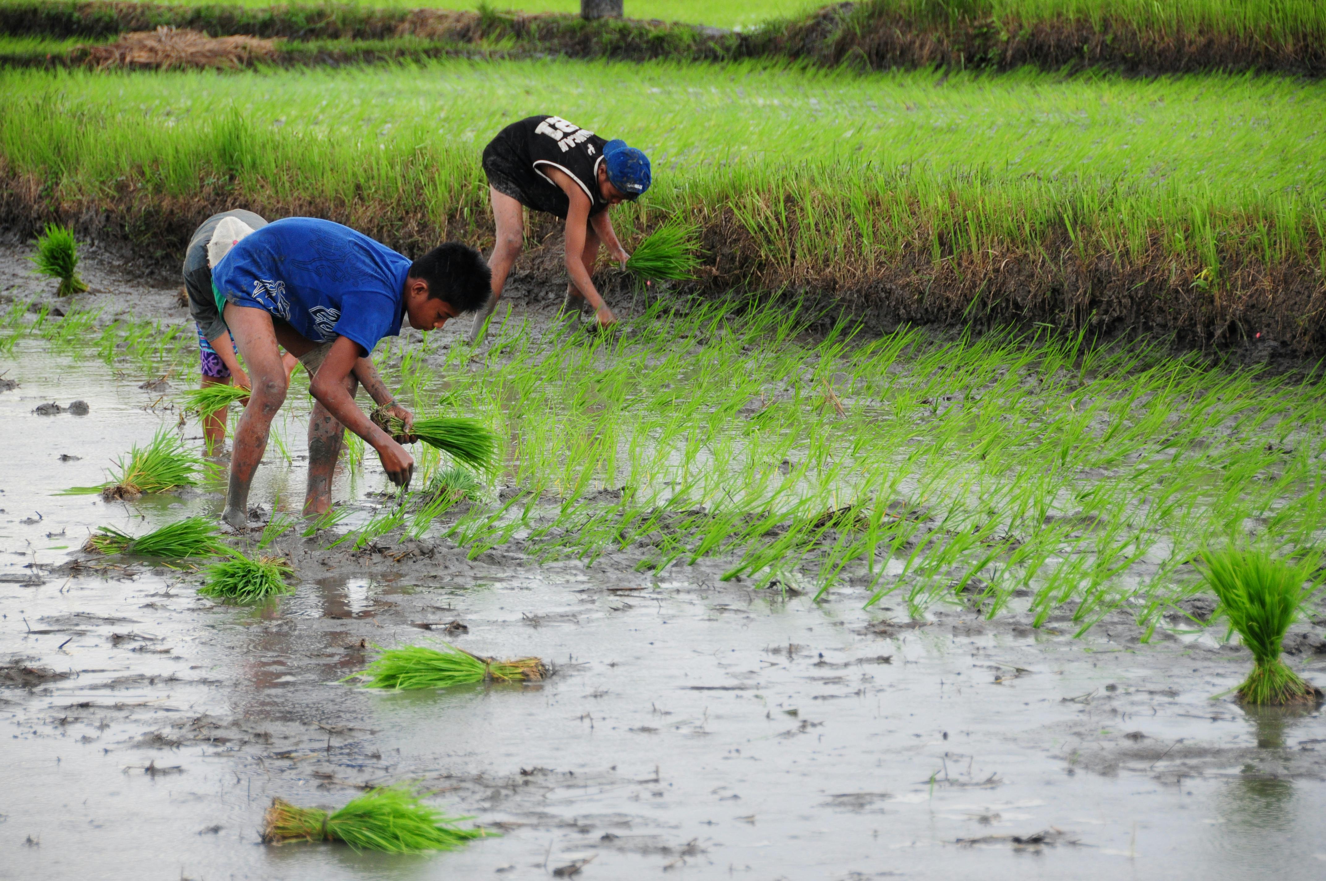 Local agriculture and farmer support